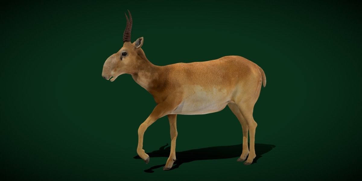 Saiga Antelope Mammal 3D model_6