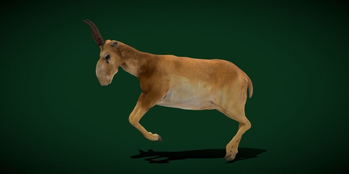 Saiga Antelope Mammal 3D model_12