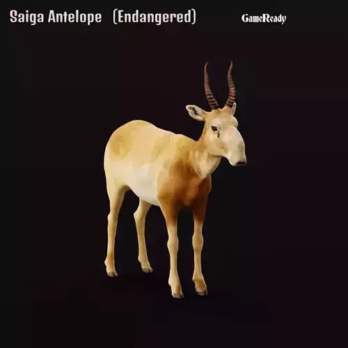 Saiga Antelope Mammal