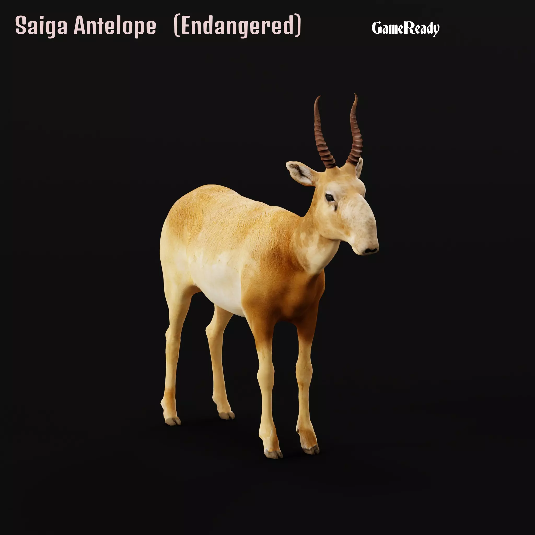 Saiga Antelope Mammal 3D model_0