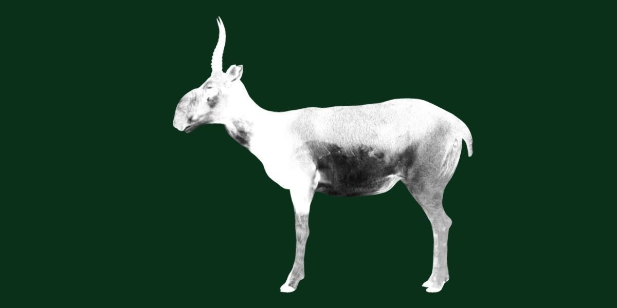 Saiga Antelope Mammal 3D model_20