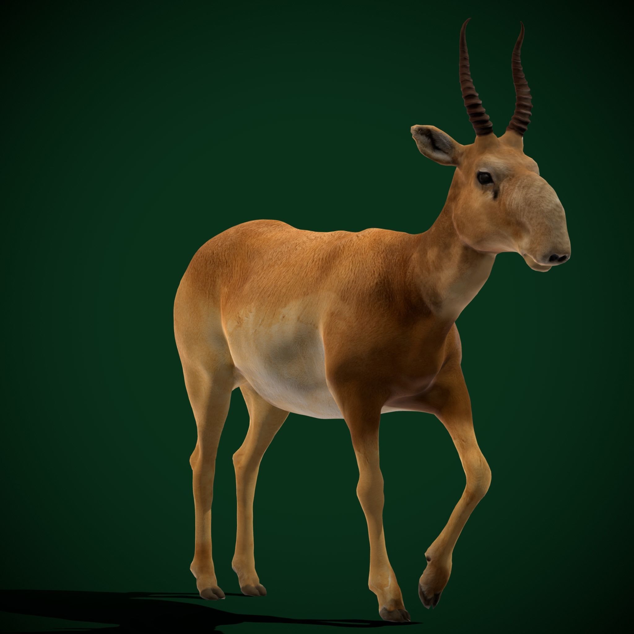 Saiga Antelope Mammal 3D model_14