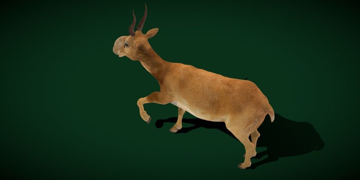 Saiga Antelope Mammal 3D model_16