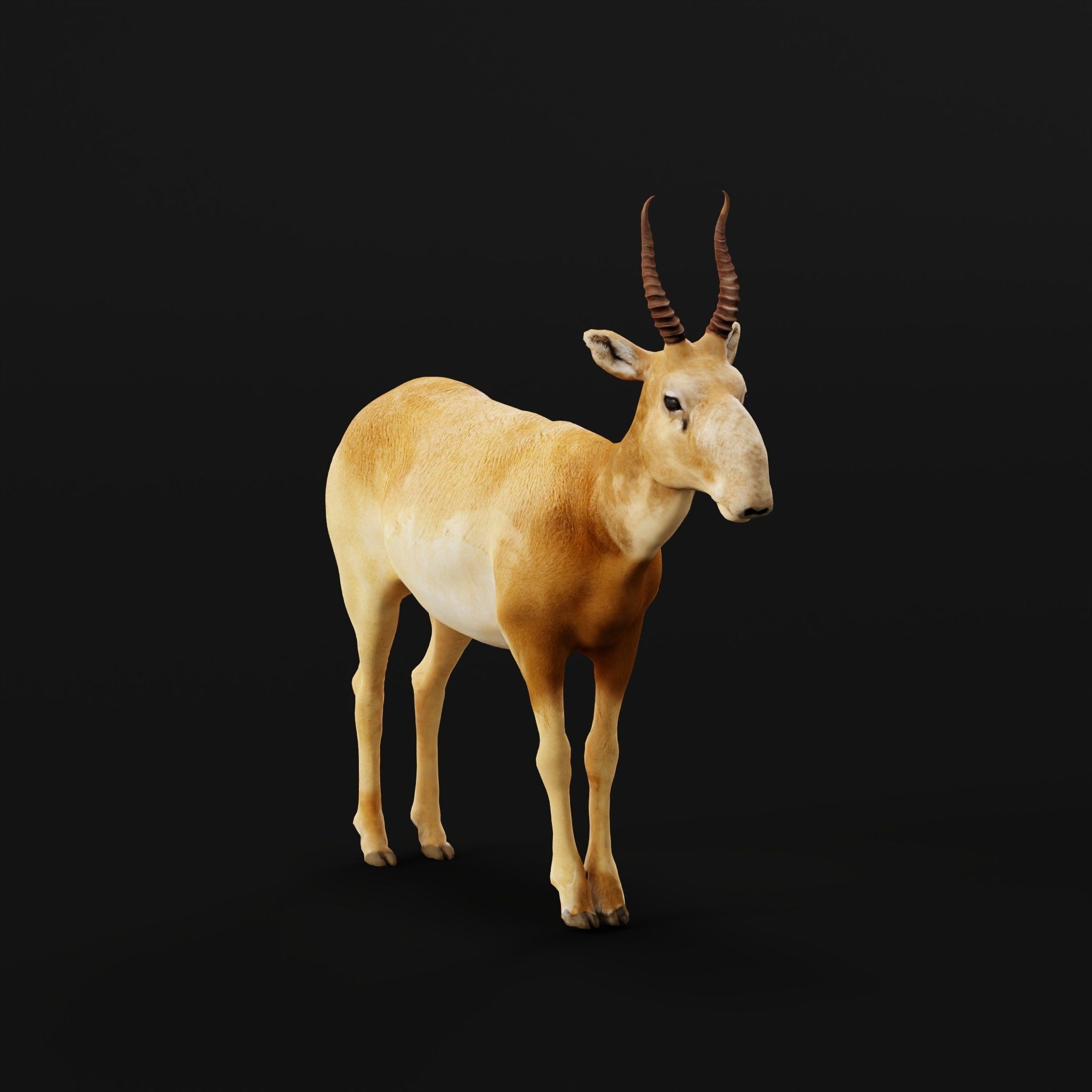 Saiga Antelope Mammal 3D model_24