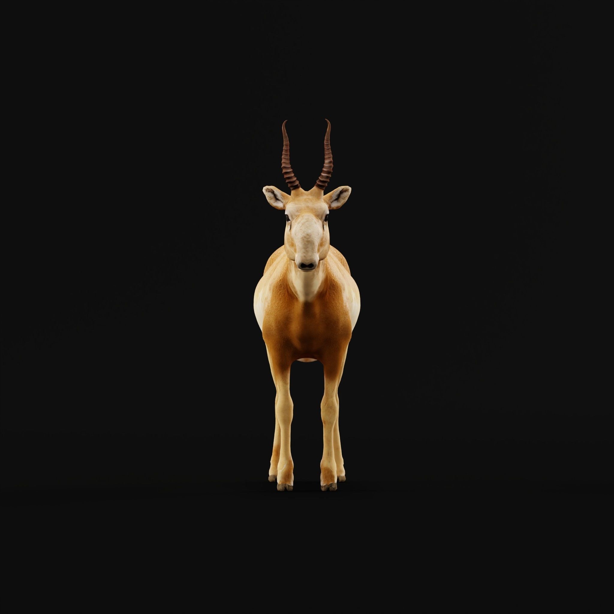 Saiga Antelope Mammal 3D model_3