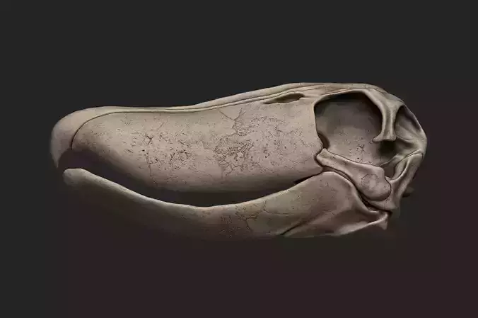 Shoebill Bird Skull 3D print model