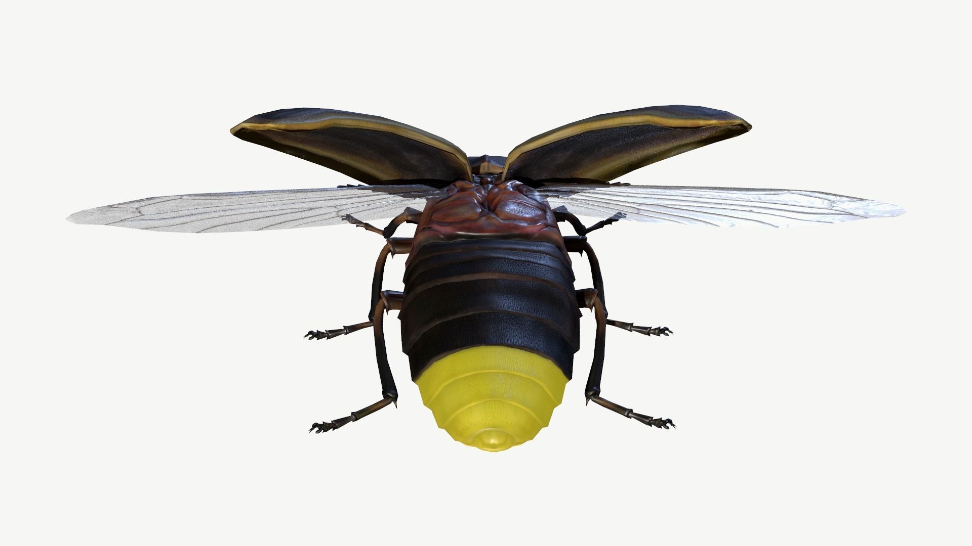 Firefly Low-poly 3D model_6