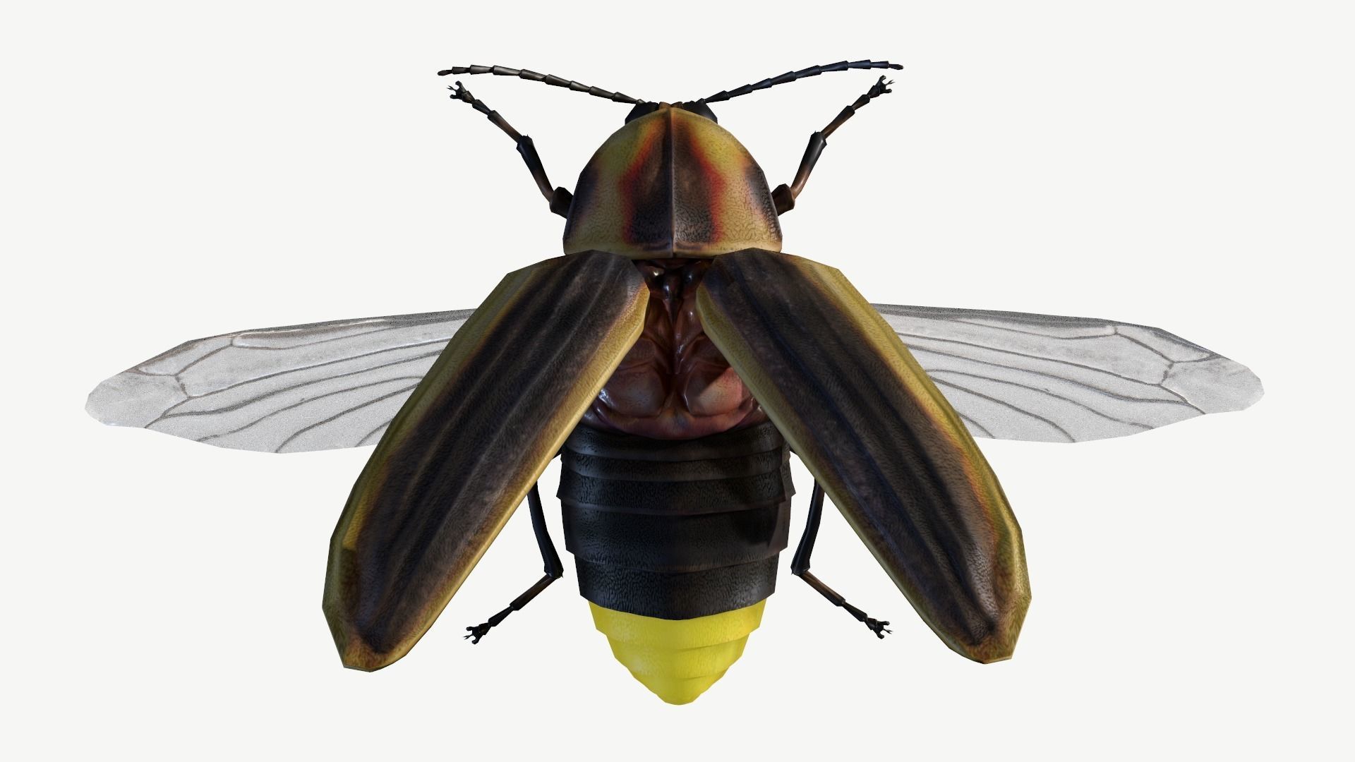 Firefly Low-poly 3D model_8