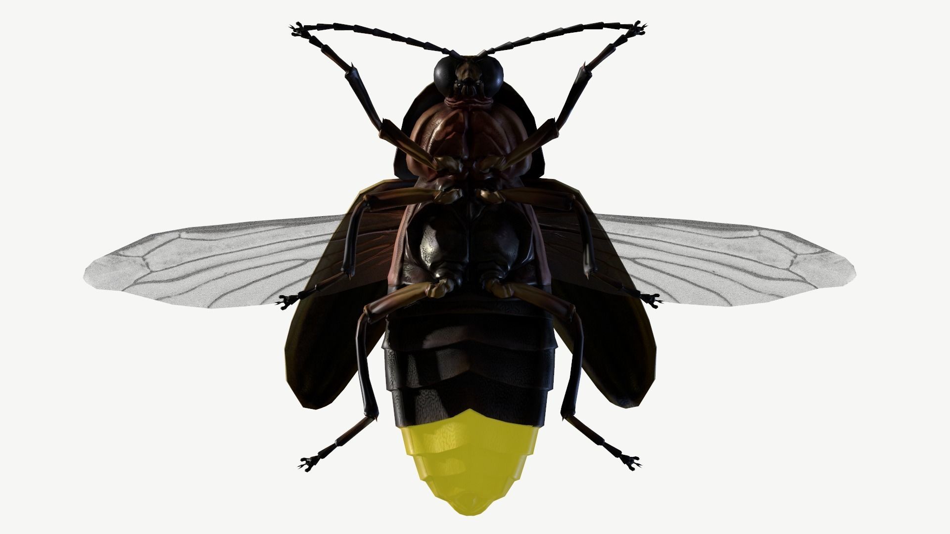 Firefly Low-poly 3D model_12