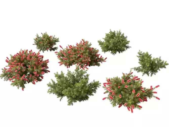 Callistemon citrinus Little John - Dwarf Bottlebrush 