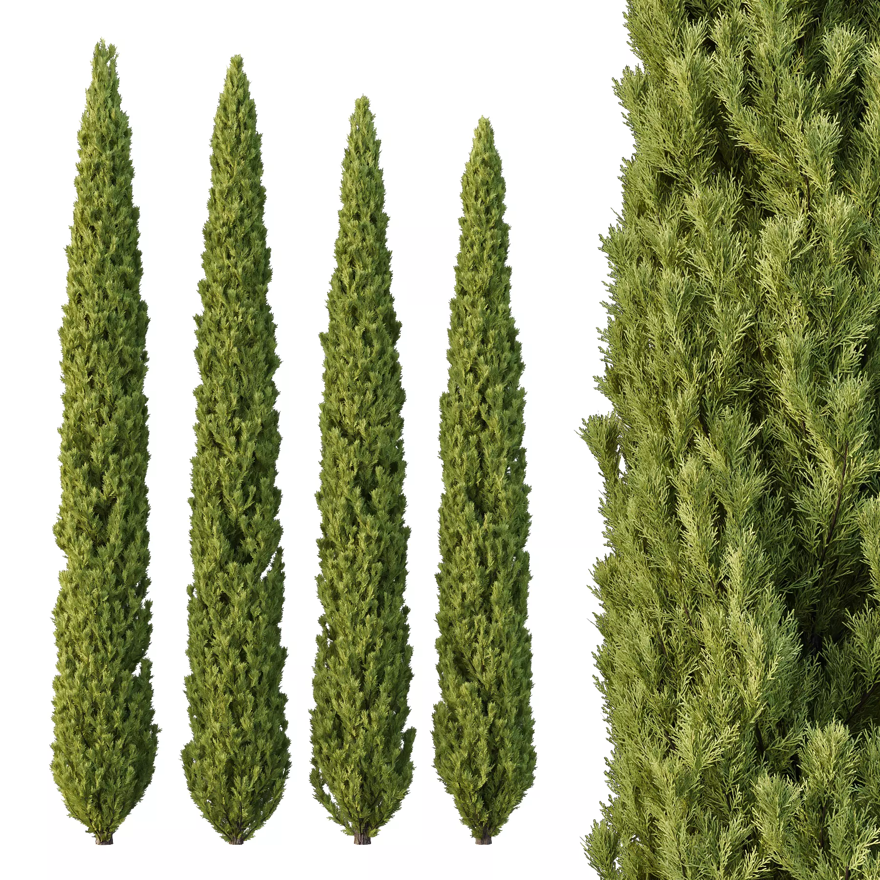 Cedrus deodara12 3D model