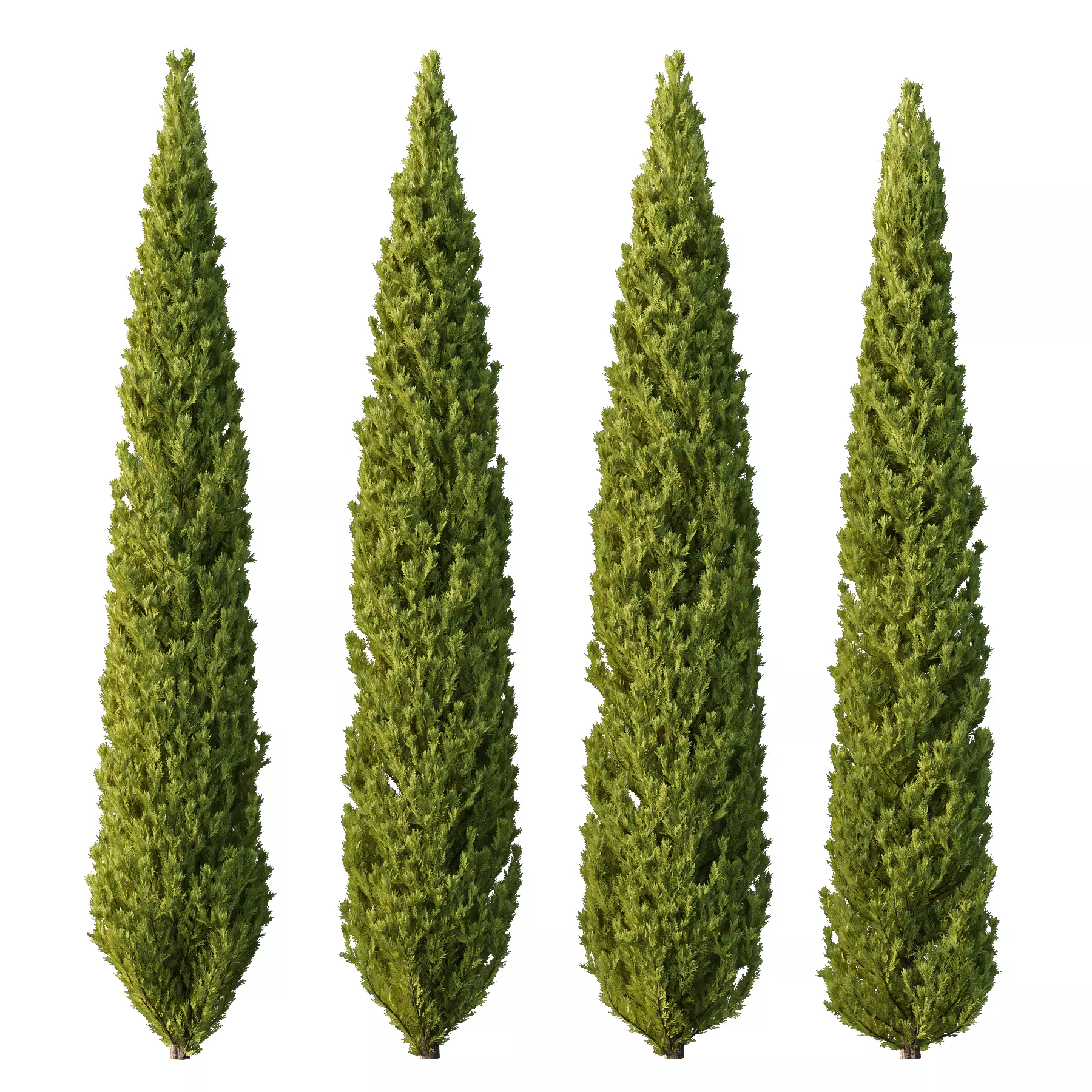 Cedrus deodara13 3D model_0