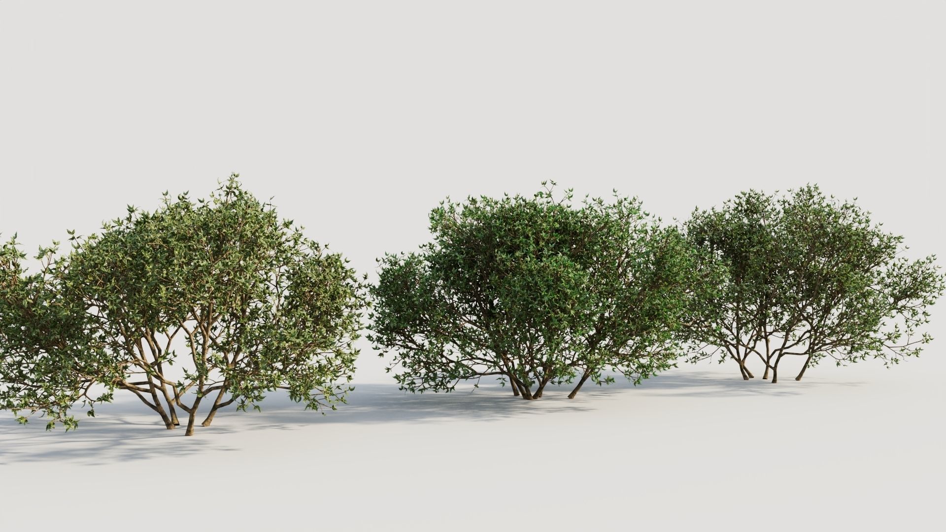 Larrea tridentata a 3D model_3