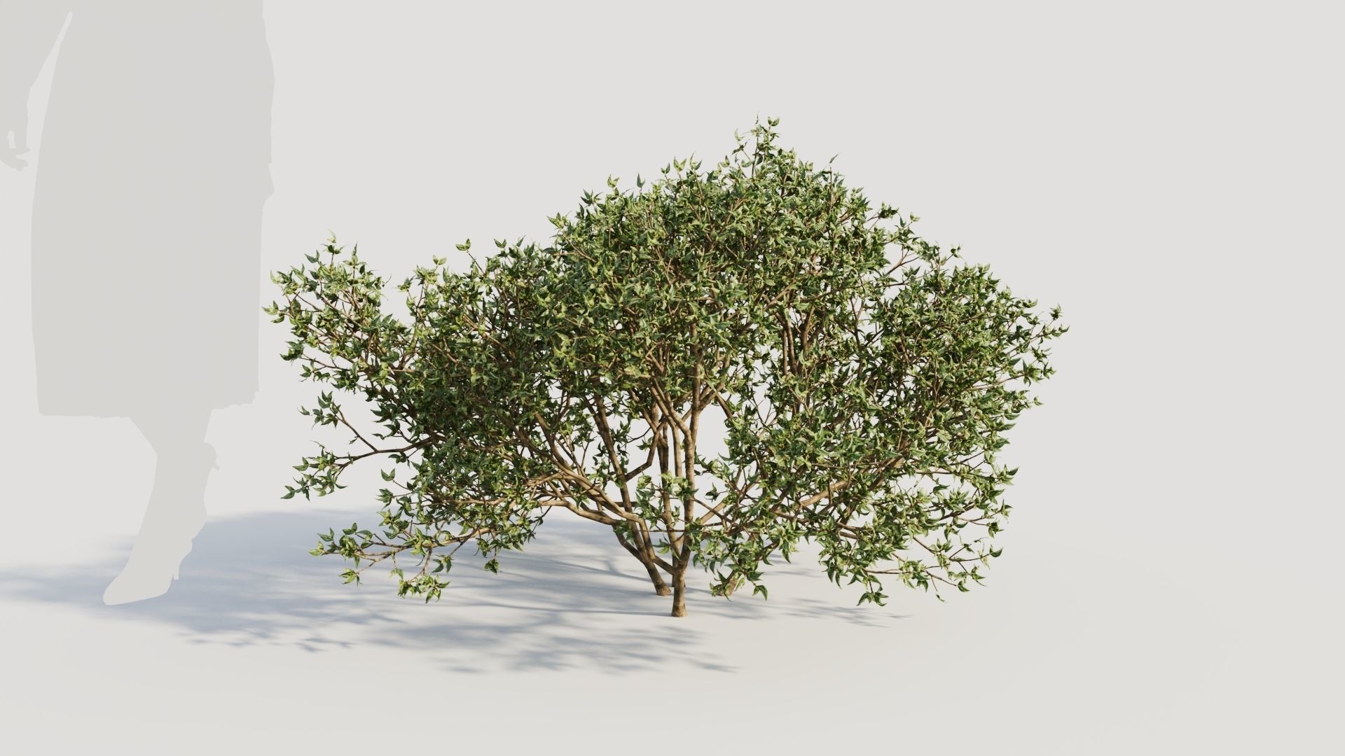 Larrea tridentata a 3D model_5