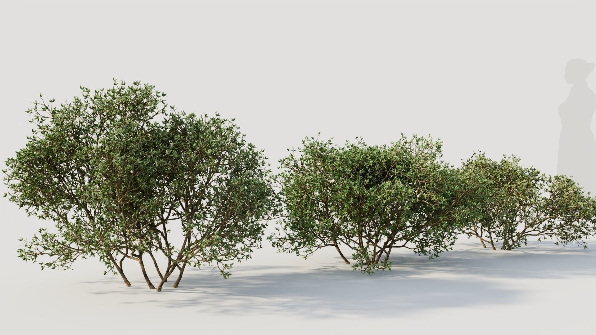 Larrea tridentata a 3D model_4