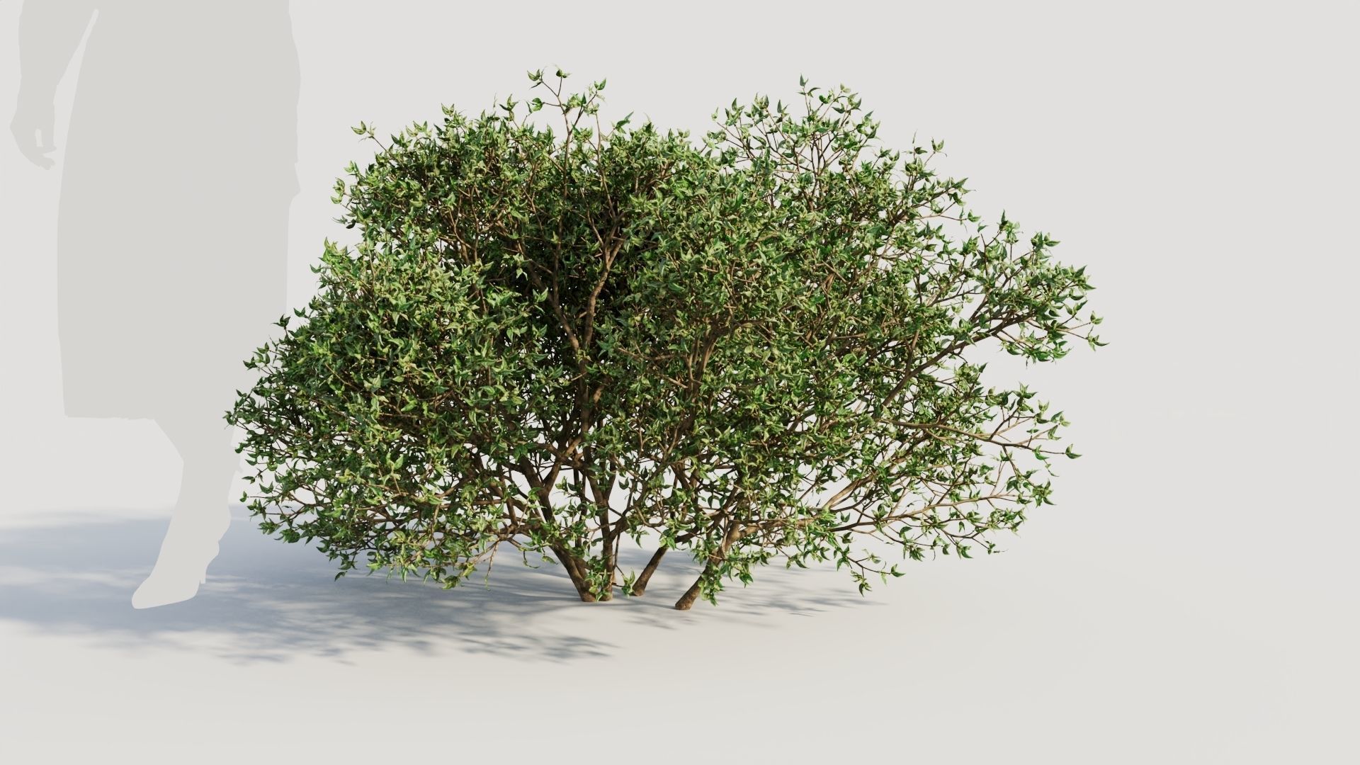 Larrea tridentata a 3D model_6