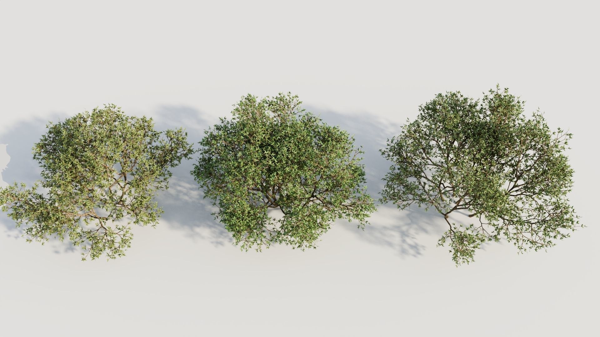 Larrea tridentata a 3D model_2