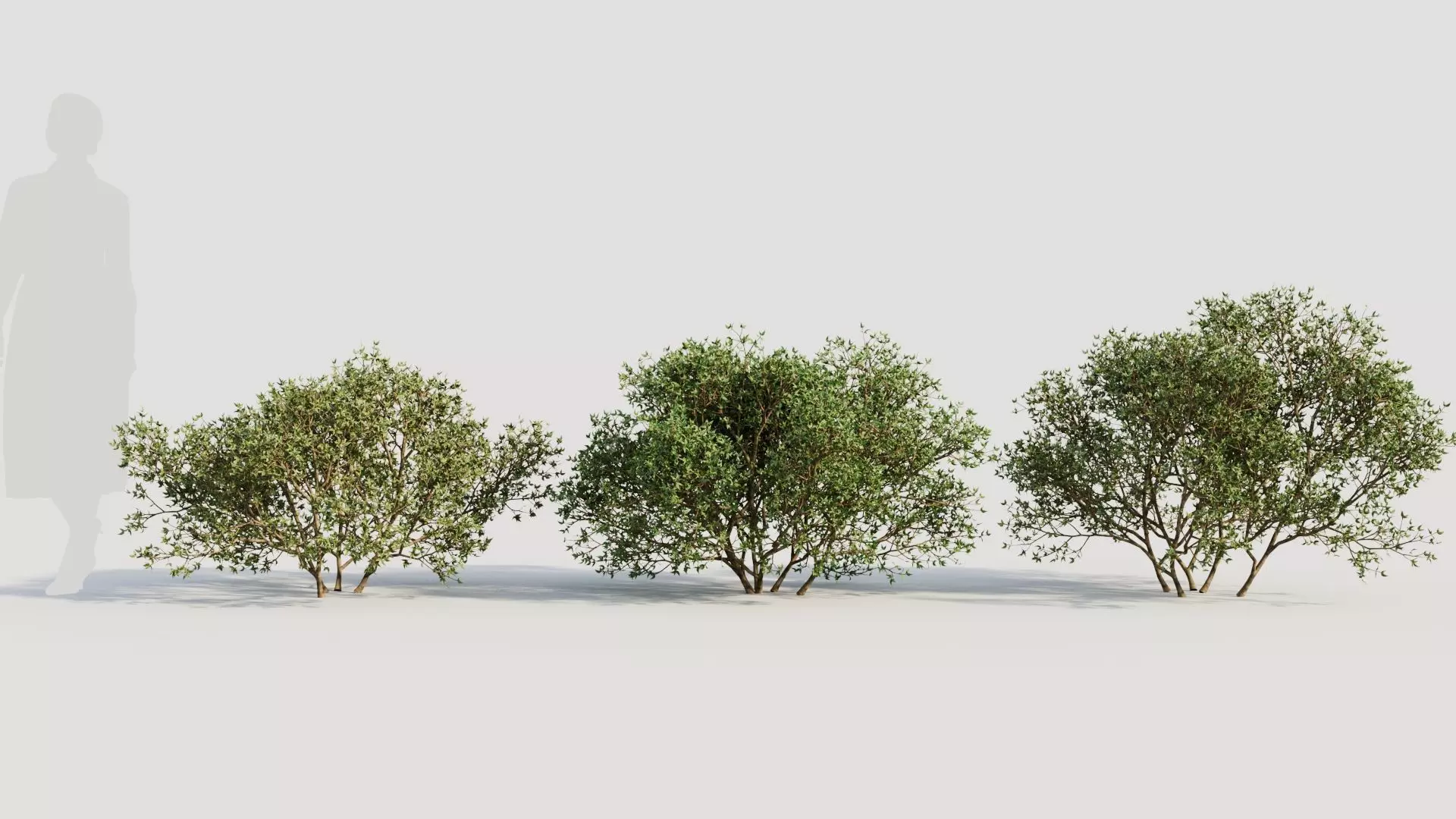 Larrea tridentata a 3D model_0