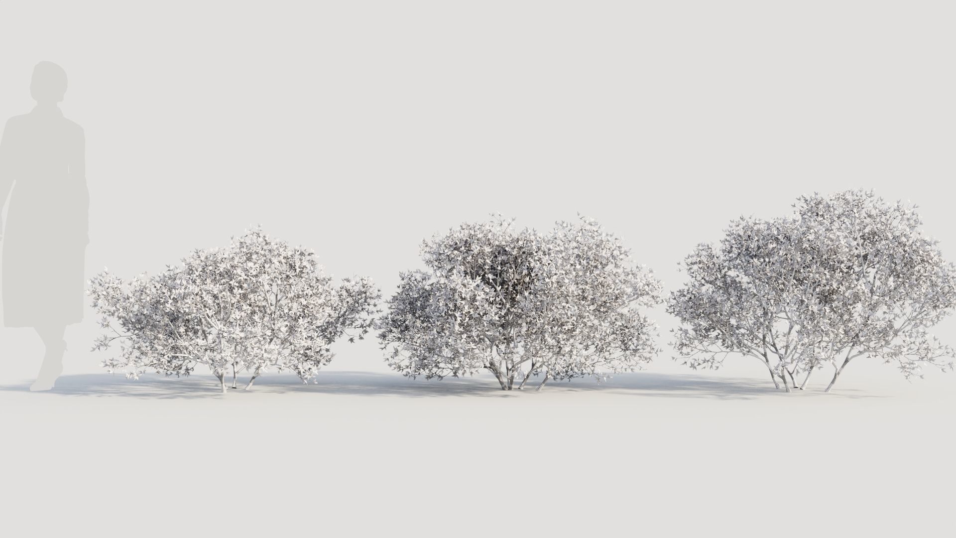 Larrea tridentata a 3D model_8