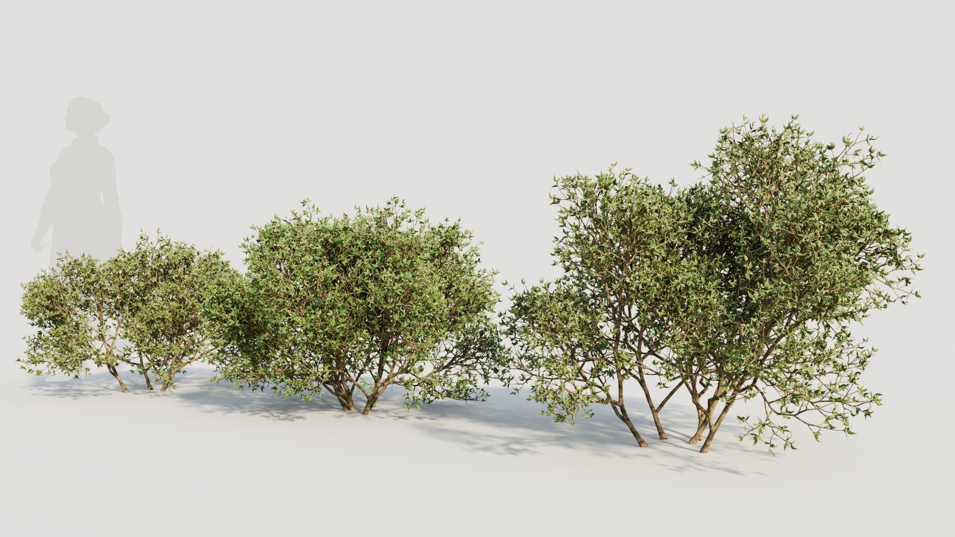 Larrea tridentata a 3D model_1