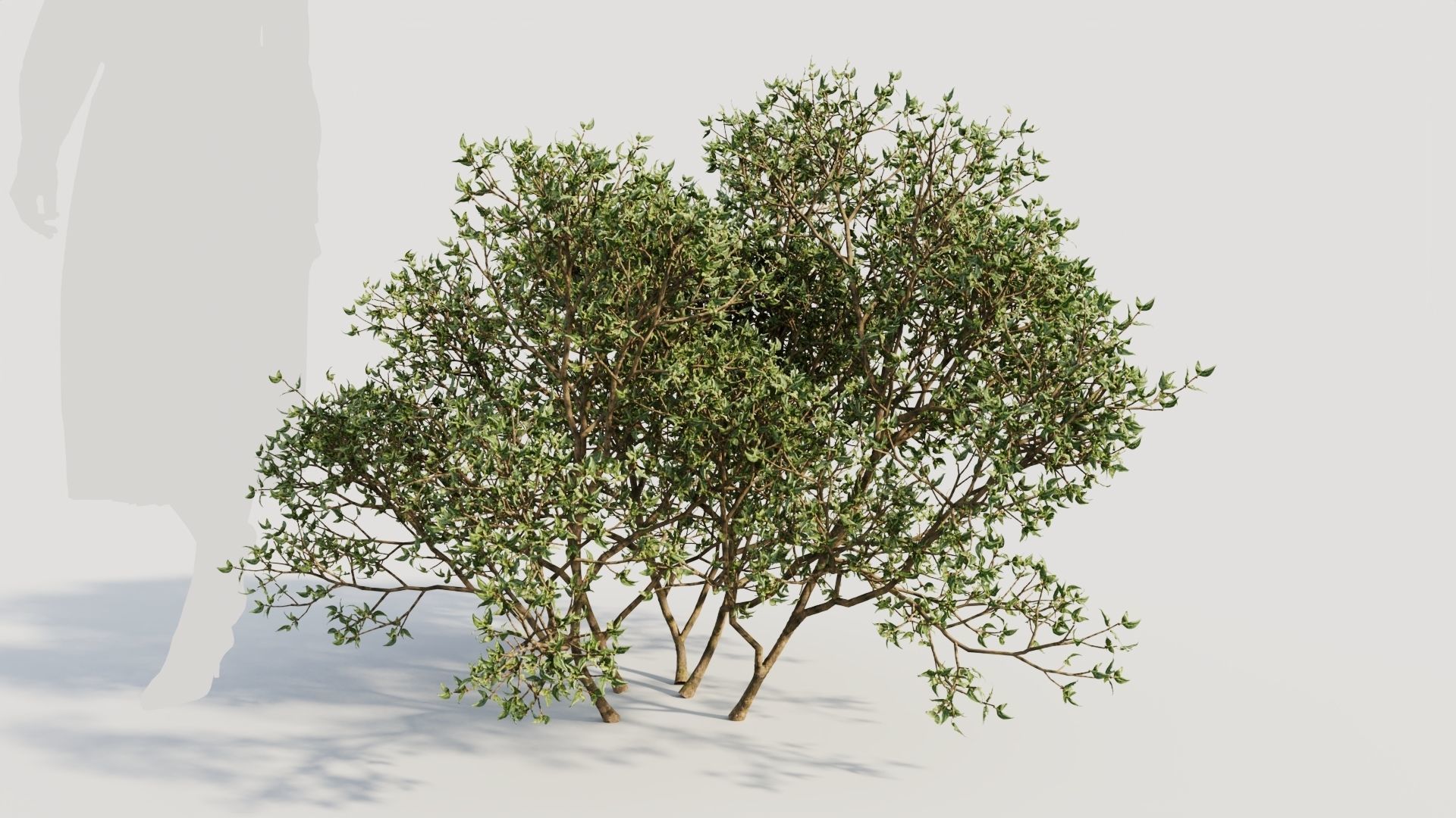 Larrea tridentata a 3D model_7