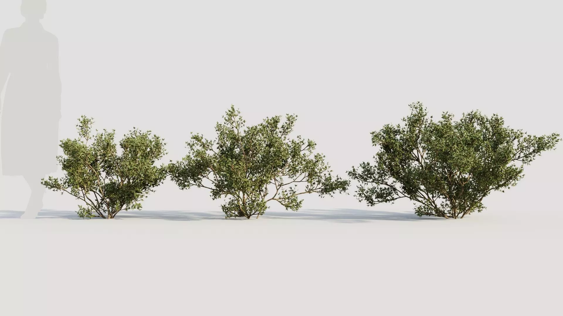 Larrea tridentata b 3D model_0