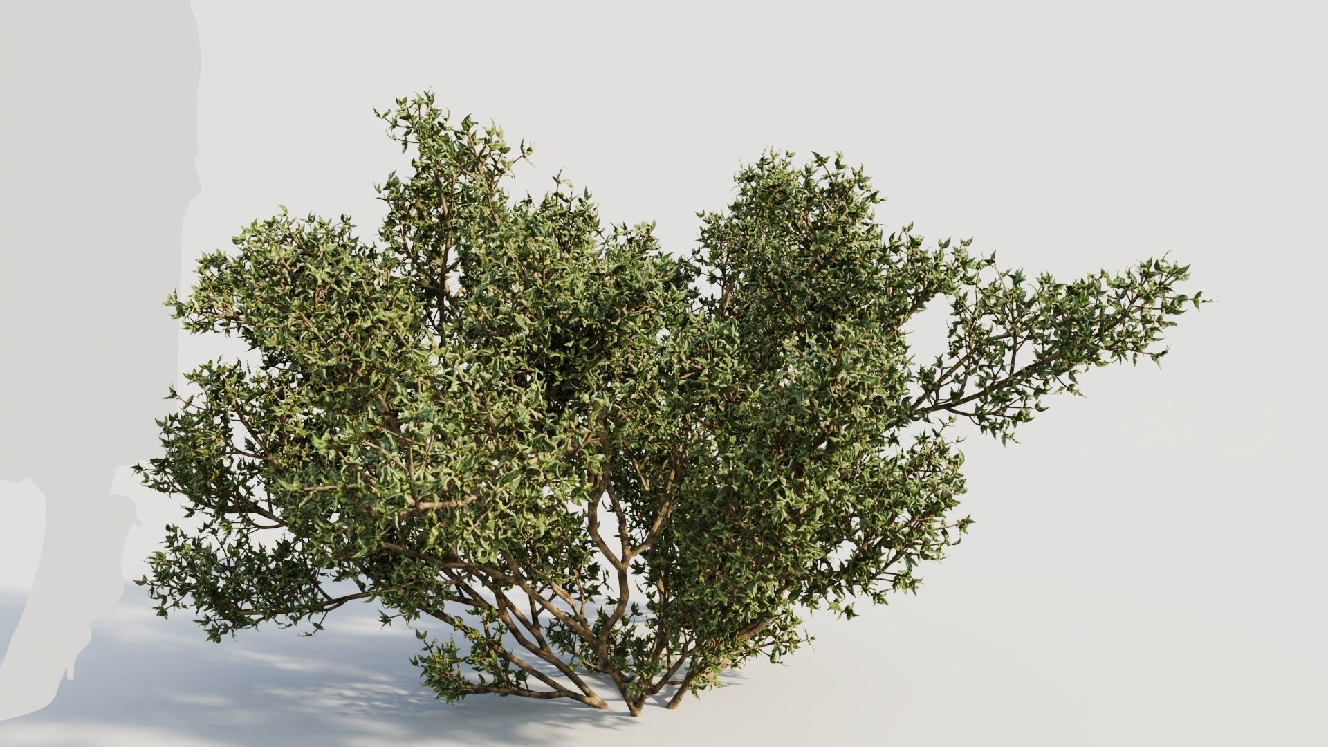 Larrea tridentata b 3D model_7