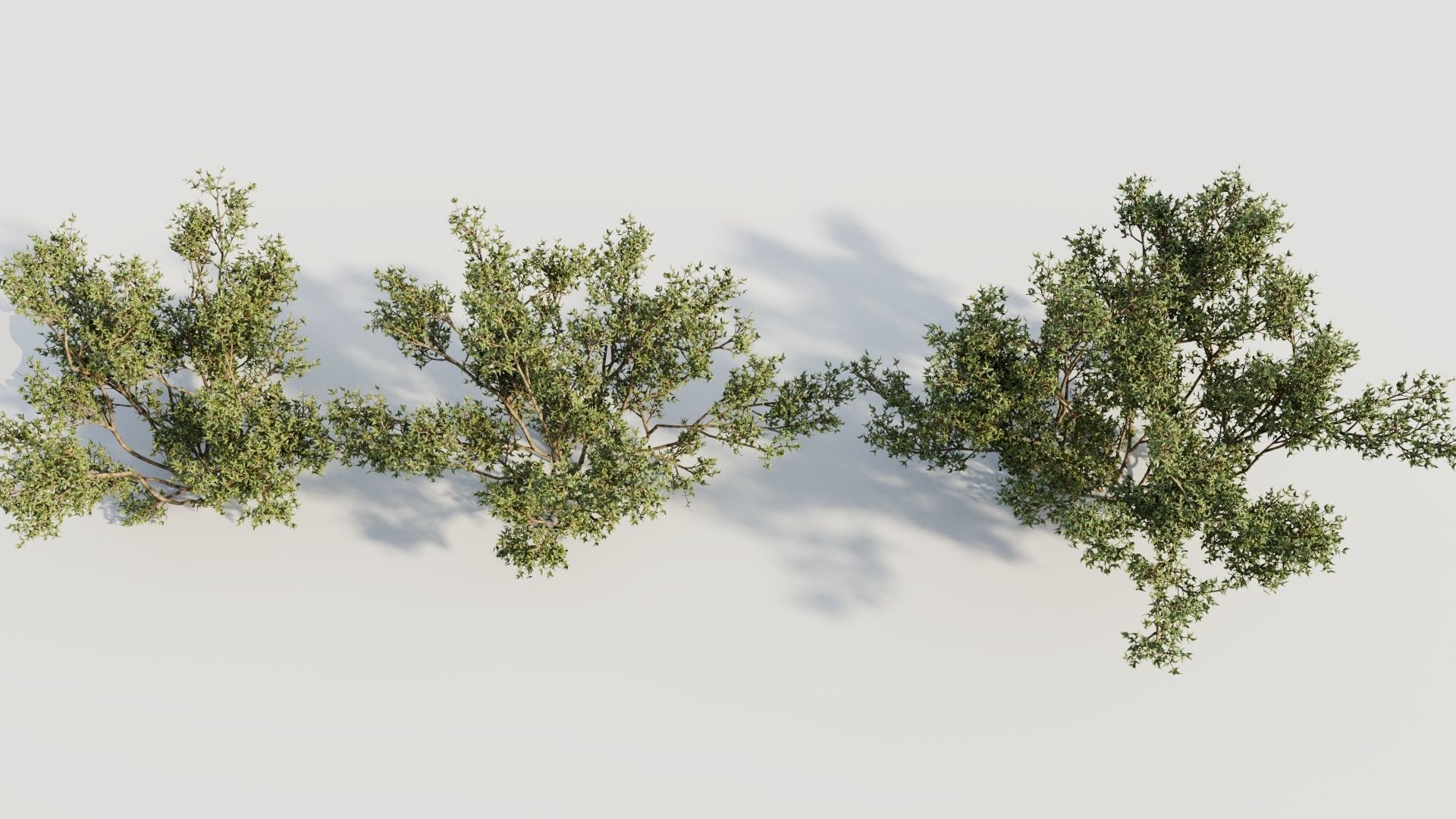 Larrea tridentata b 3D model_2