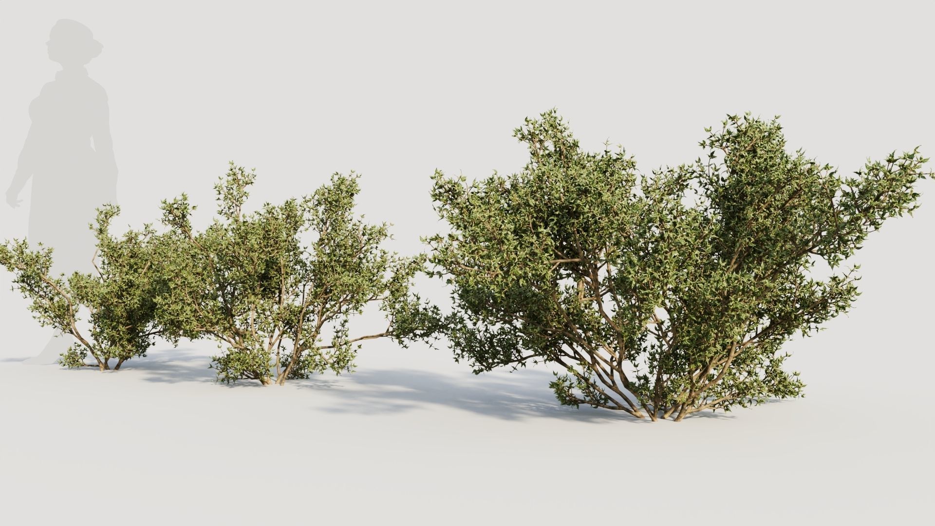 Larrea tridentata b 3D model_1