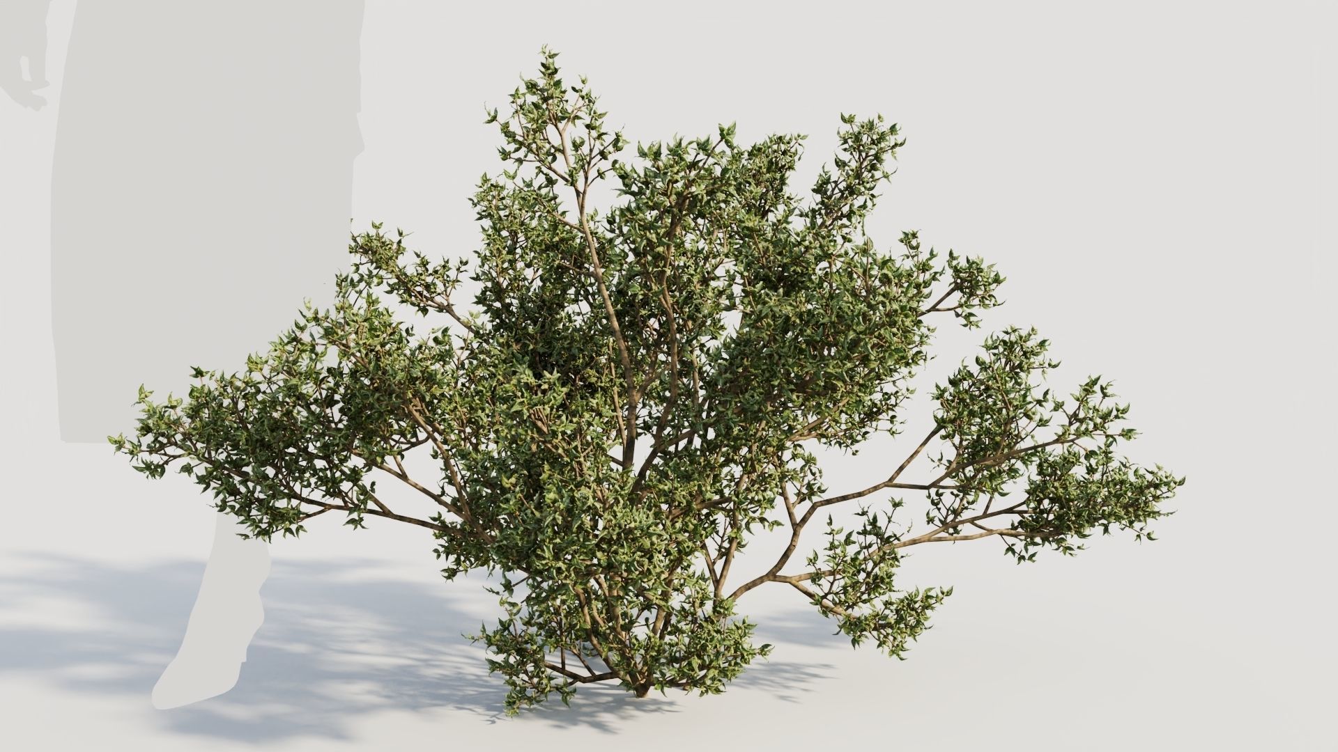 Larrea tridentata b 3D model_6