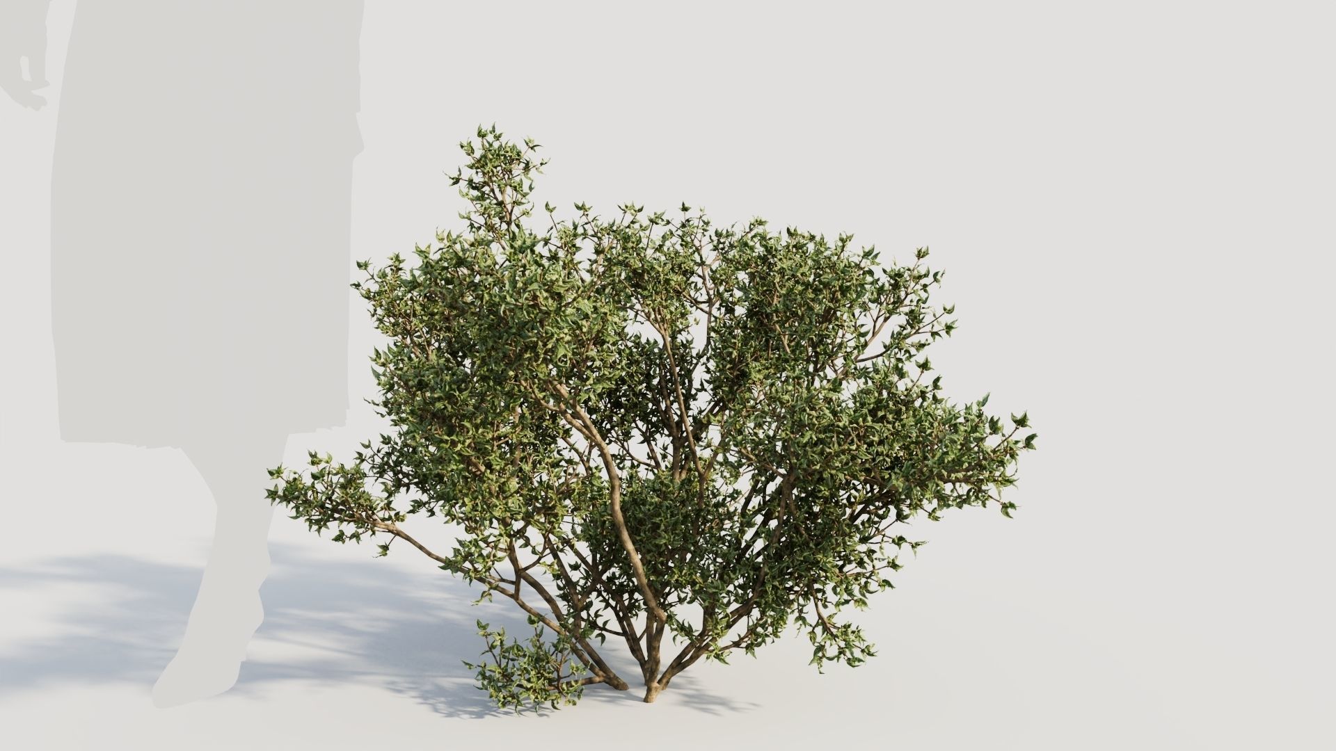 Larrea tridentata b 3D model_5