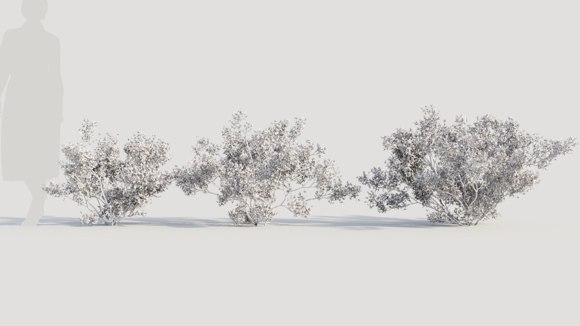 Larrea tridentata b 3D model_8