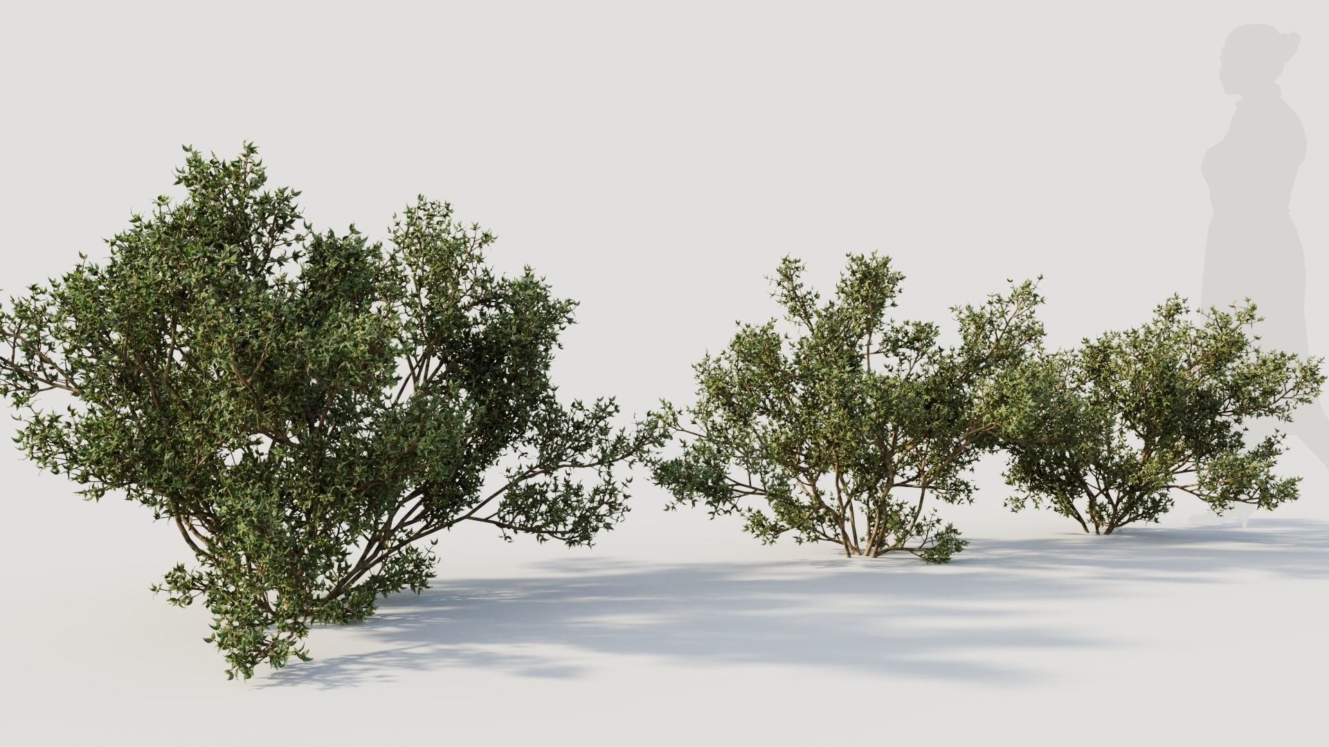 Larrea tridentata b 3D model_4