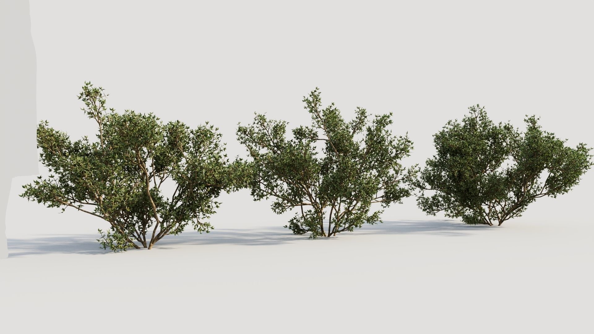 Larrea tridentata b 3D model_3