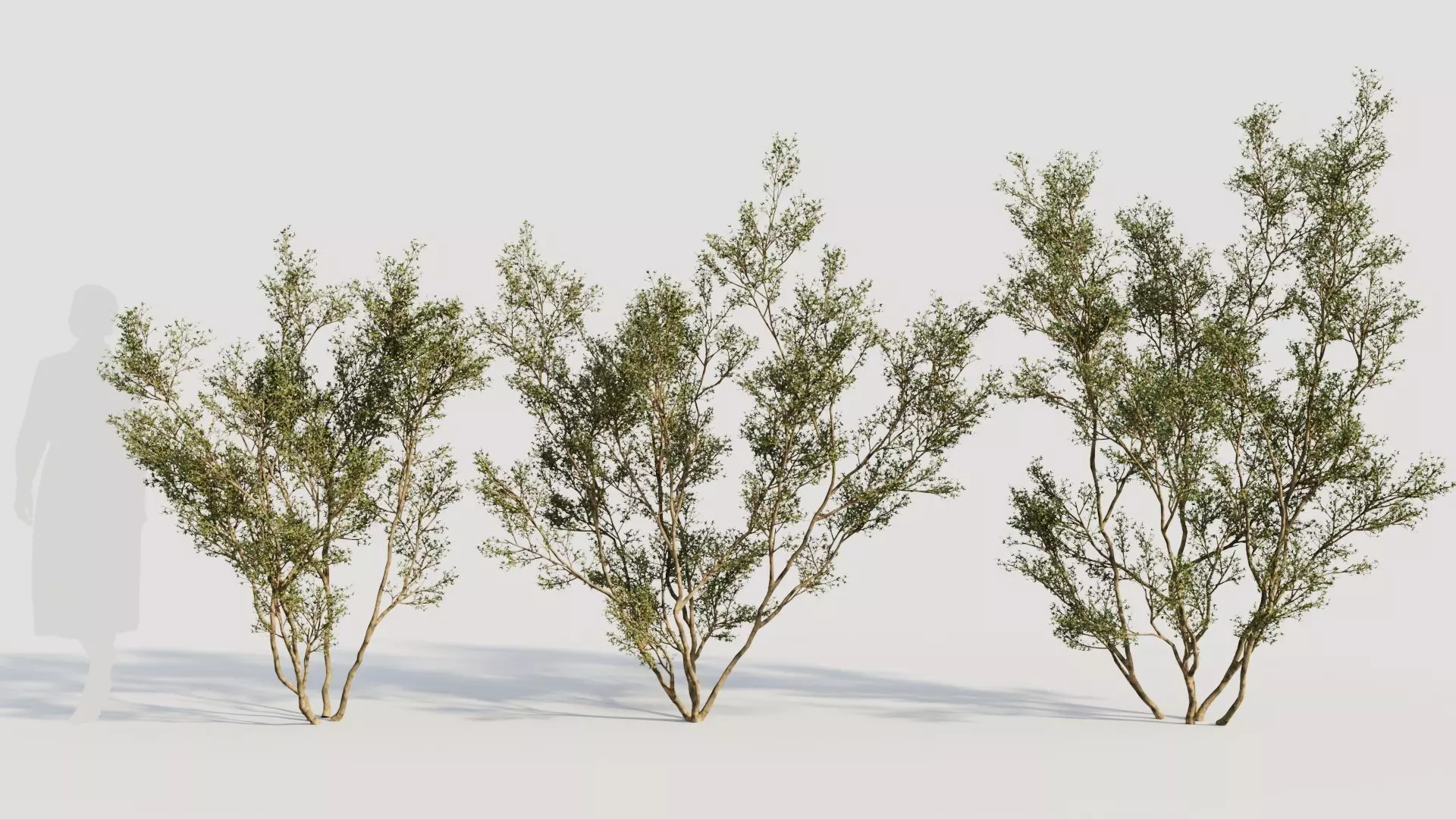 Larrea tridentata c 3D model