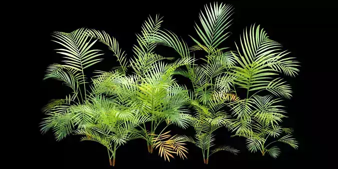Areca palm collection vol 256-3dsmax-Blender