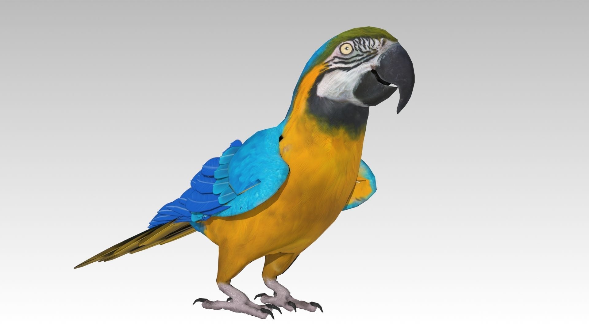 Blue and Yellow Macaw Low-poly 3D model_10