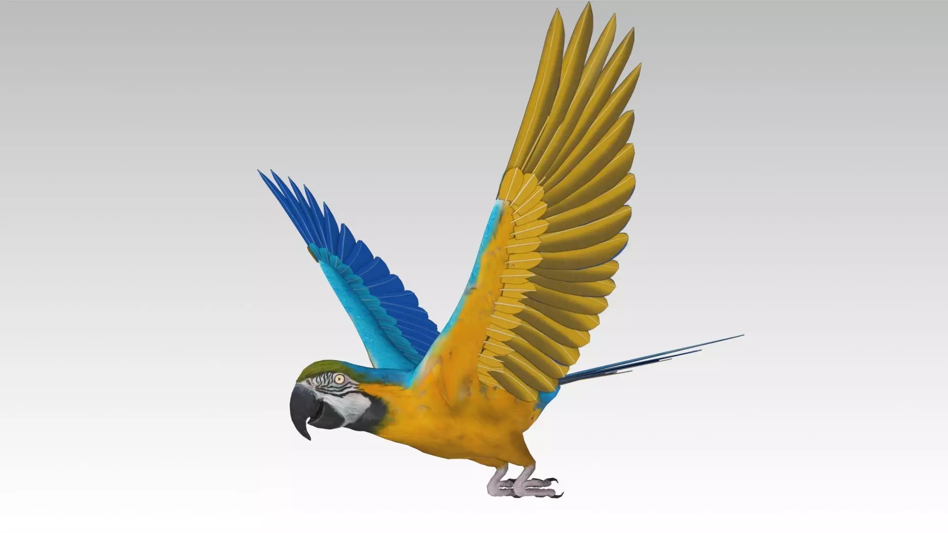 Blue and Yellow Macaw Low-poly 3D model_0
