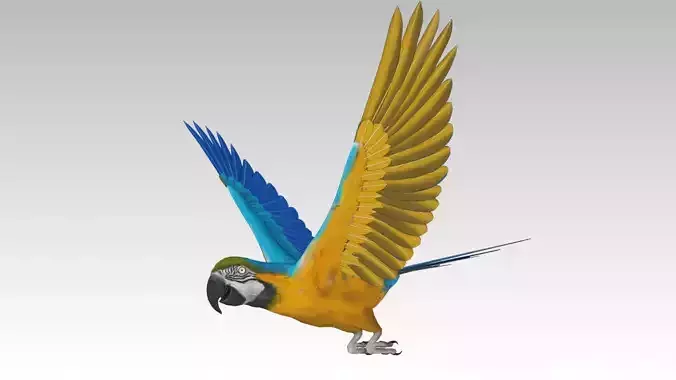 Blue and Yellow Macaw Low-poly 3D model