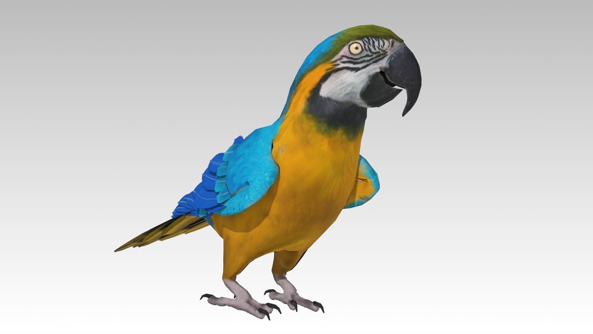 Blue and Yellow Macaw Low-poly 3D model_2