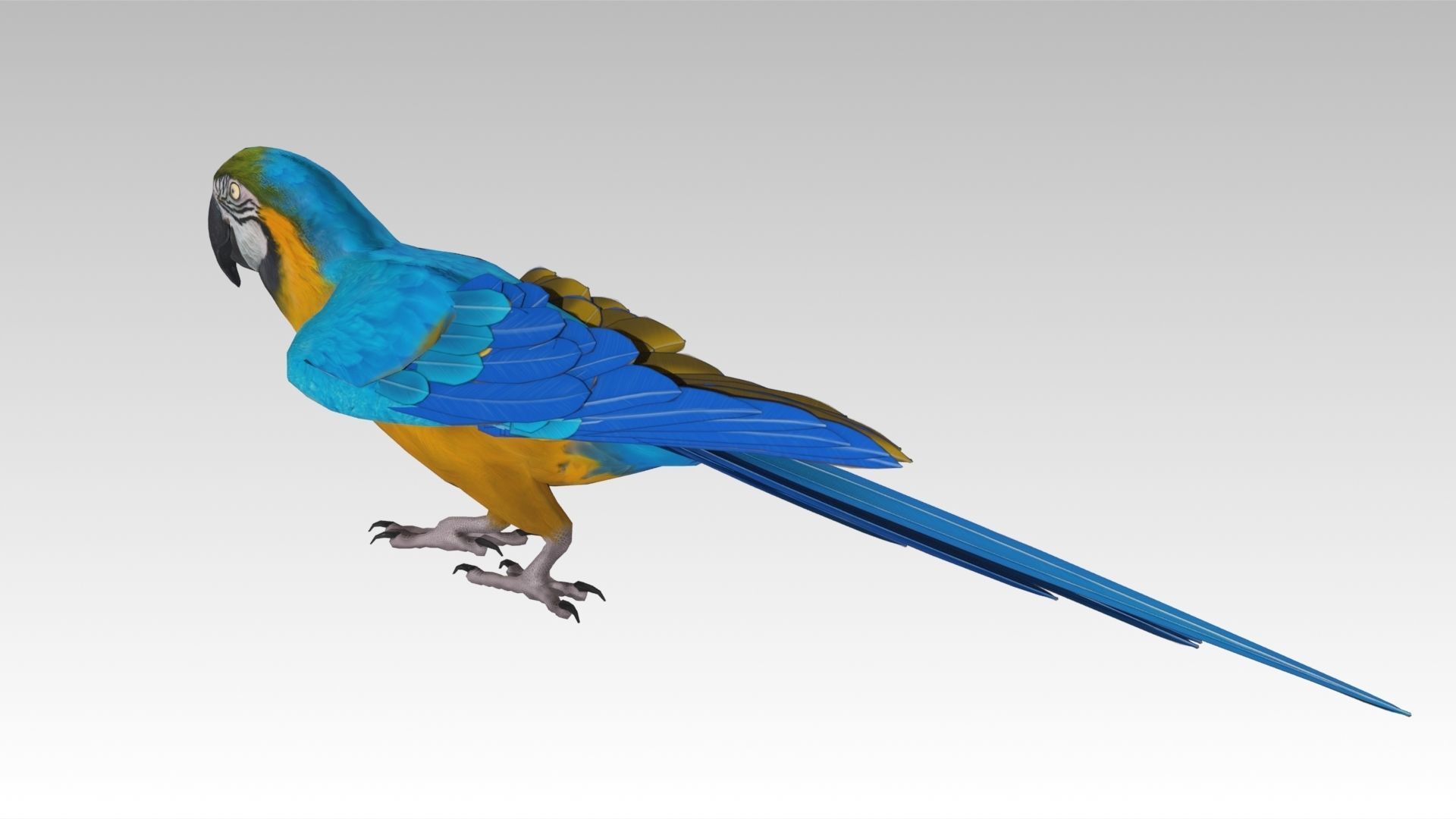 Blue and Yellow Macaw Low-poly 3D model_8