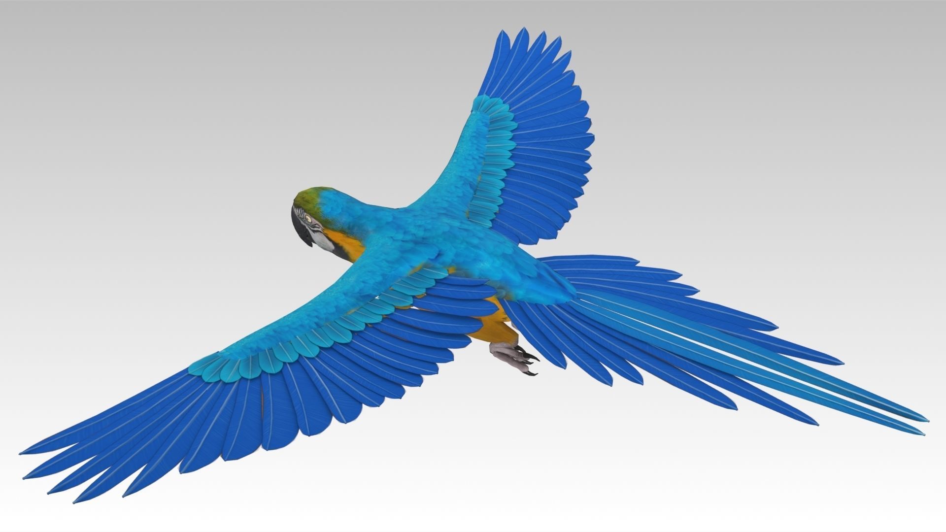 Blue and Yellow Macaw Low-poly 3D model_3
