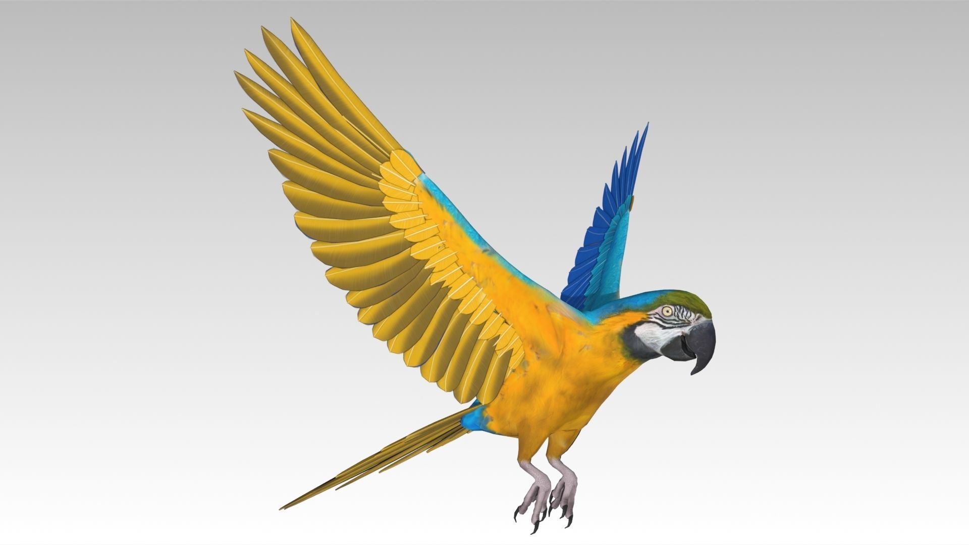 Blue and Yellow Macaw Low-poly 3D model_6