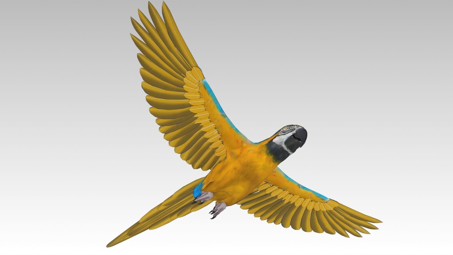 Blue and Yellow Macaw Low-poly 3D model_4