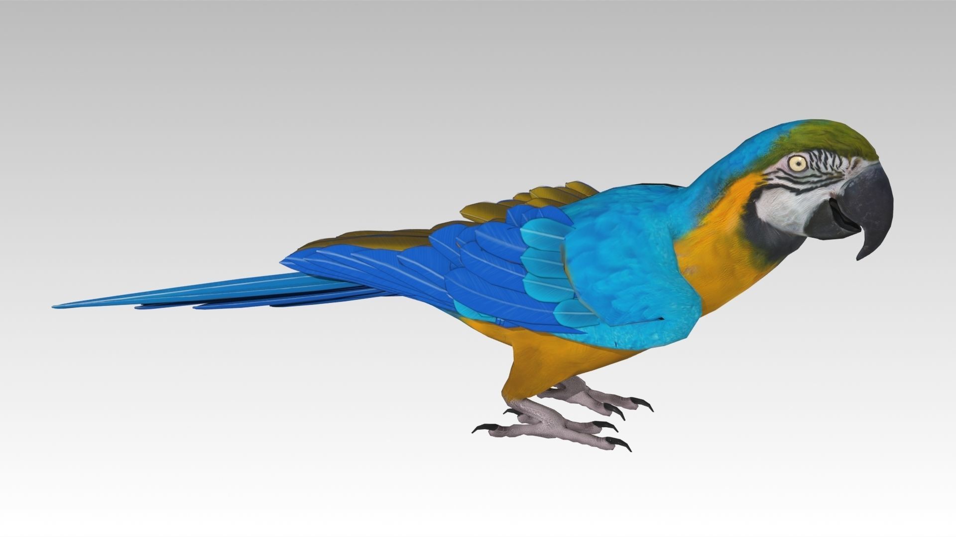 Blue and Yellow Macaw Low-poly 3D model_9