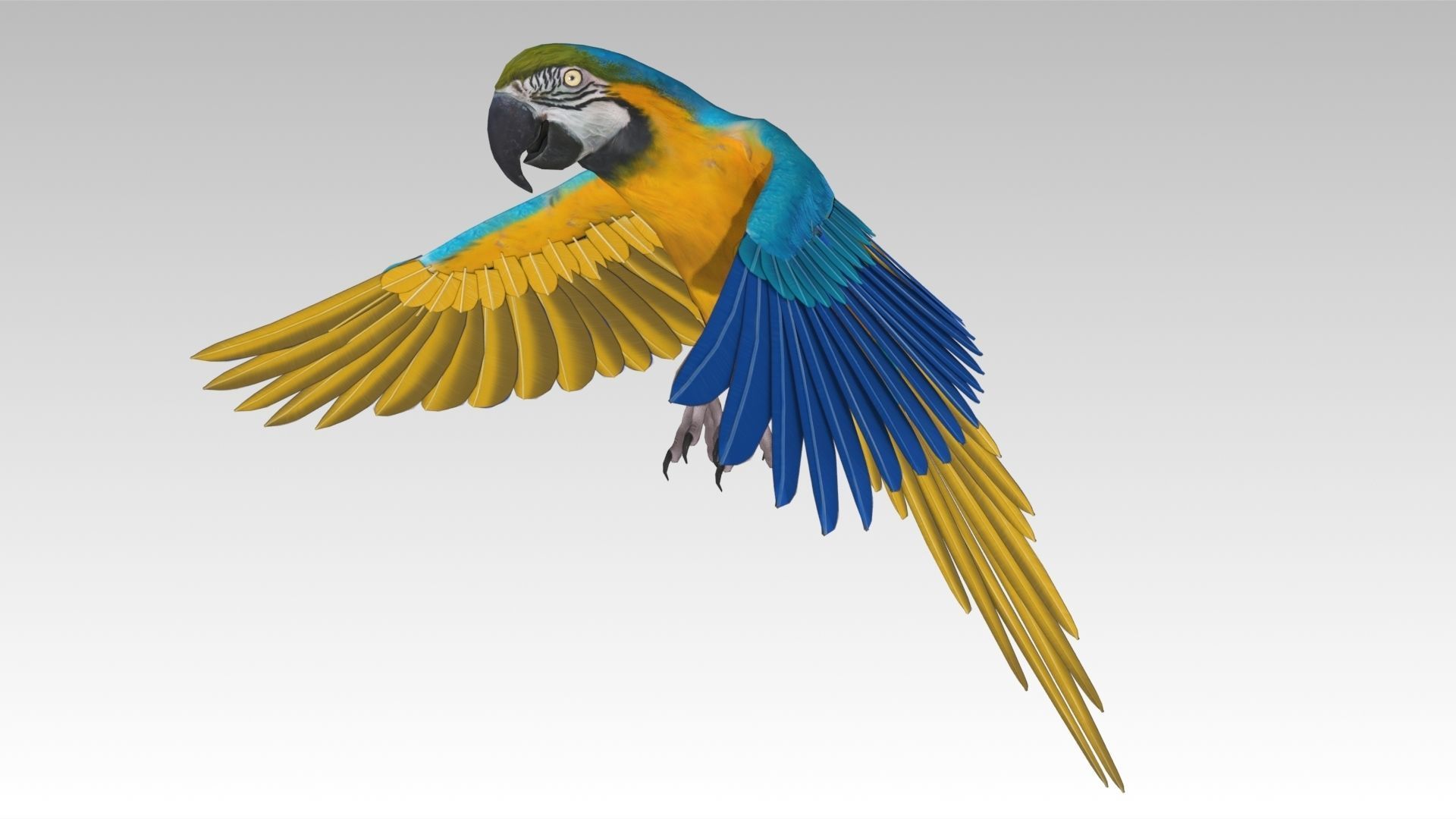 Blue and Yellow Macaw Low-poly 3D model_7