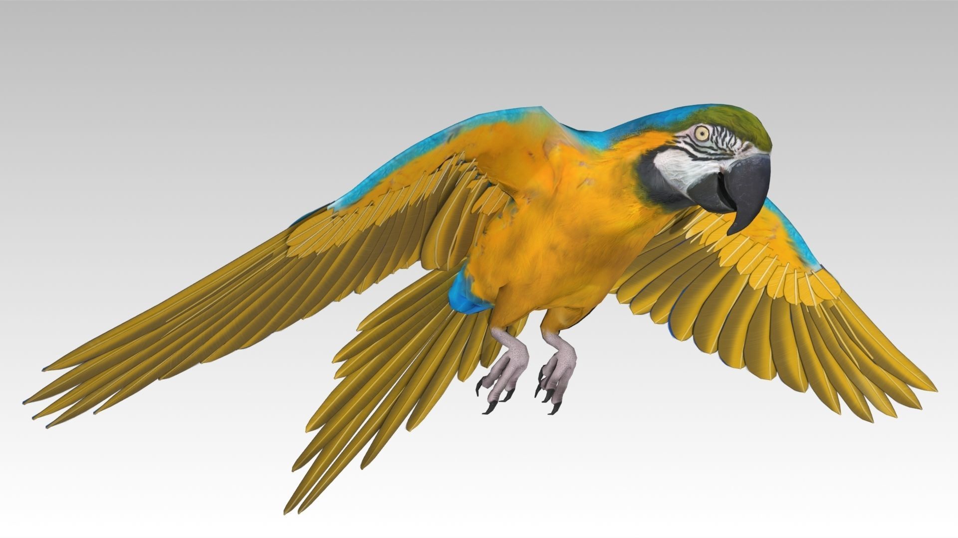 Blue and Yellow Macaw Low-poly 3D model_5