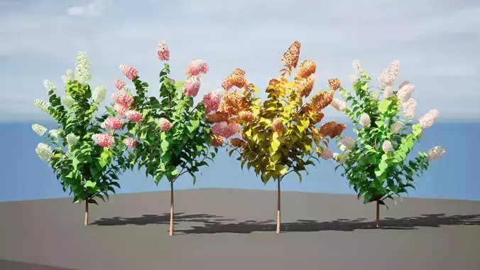 Blooming Limelight Hydrangea 3D Pack Low-poly 3D model