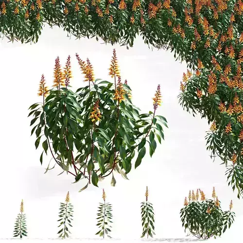 Digitalis canariensis flower