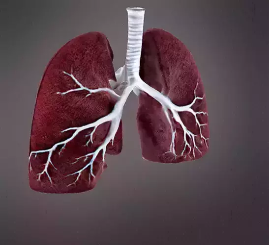 Human Lungs 3D print model